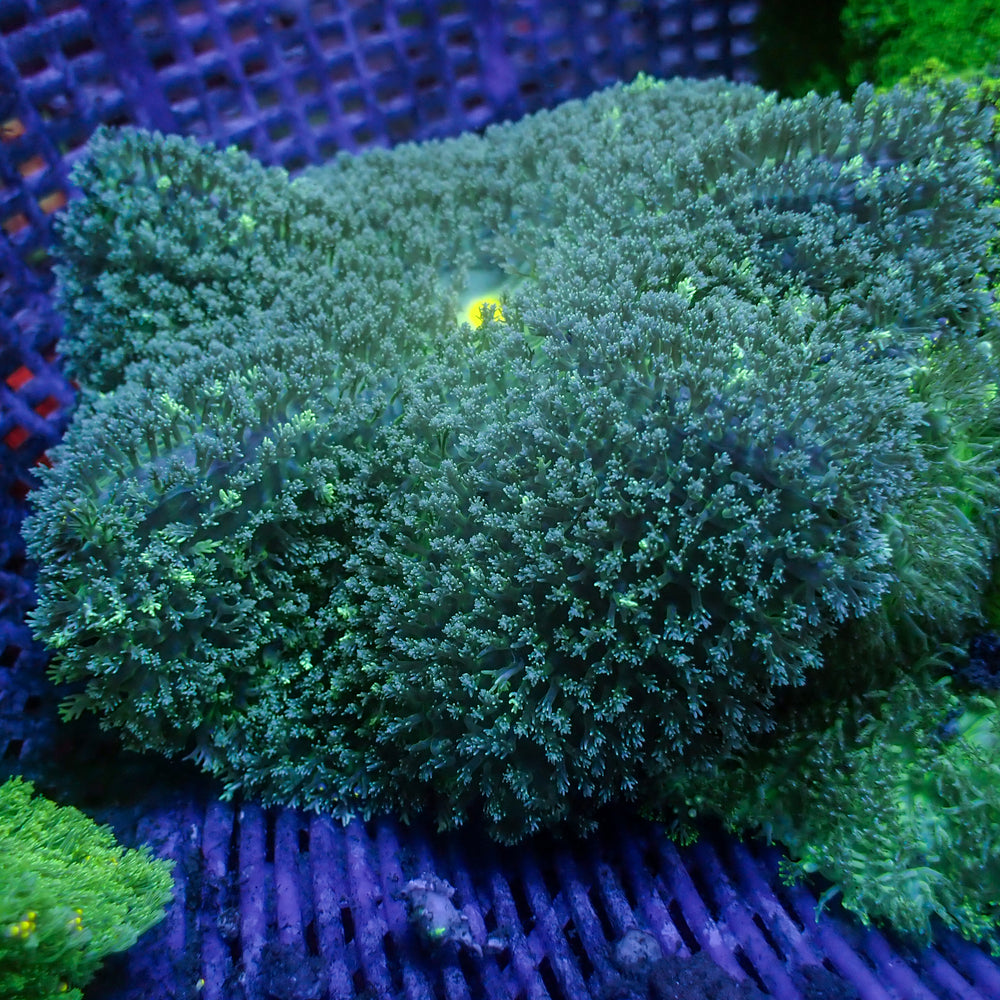 Teal Hemprichii Carpet Anemone