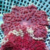 WYSIWYG Crimson Red Sebae Anemone (3-5", Rare)