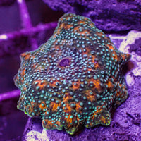 Brushfire Nebula Discosoma Mushroom