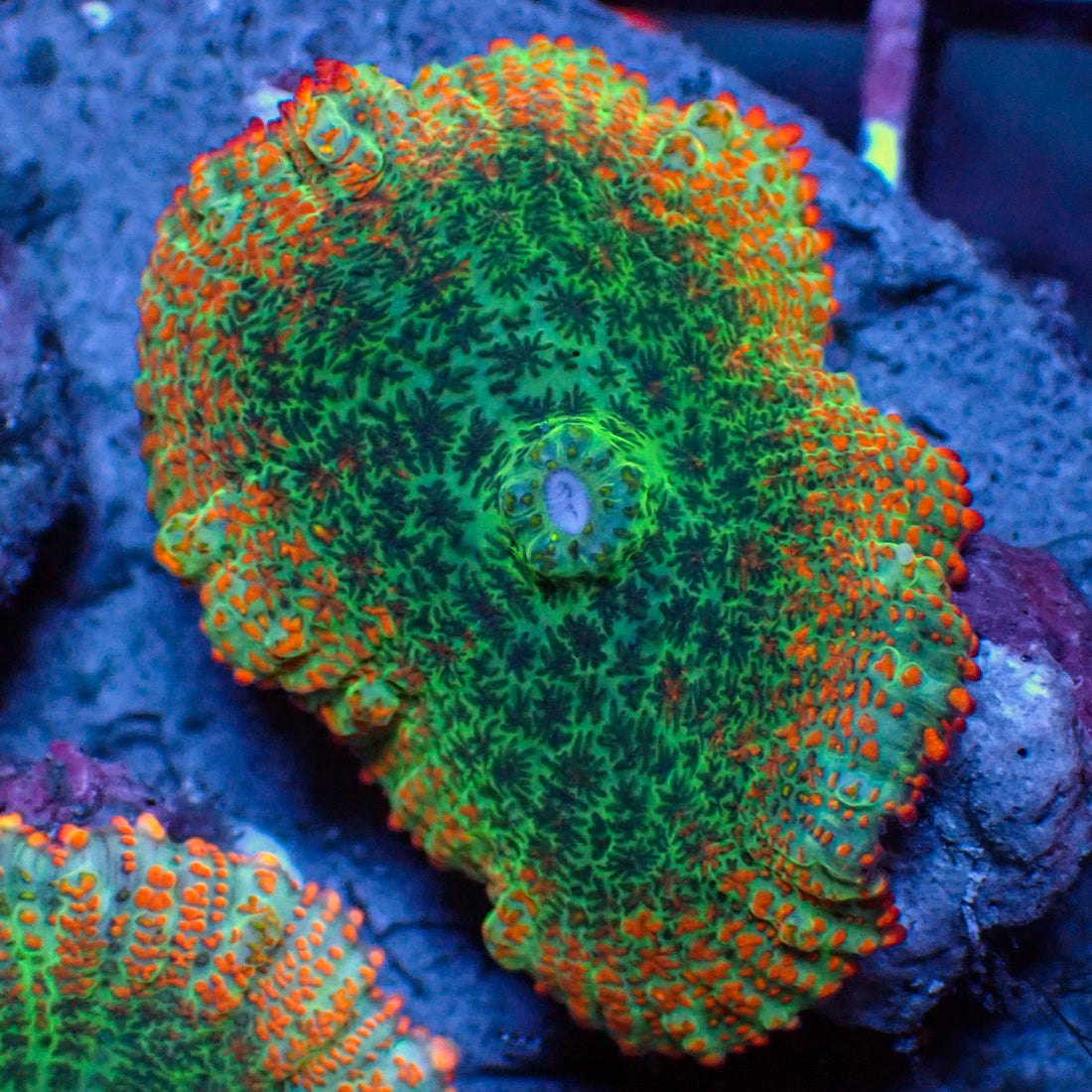 Bali Sunset Rhodactis Mushroom - Corals Anonymous