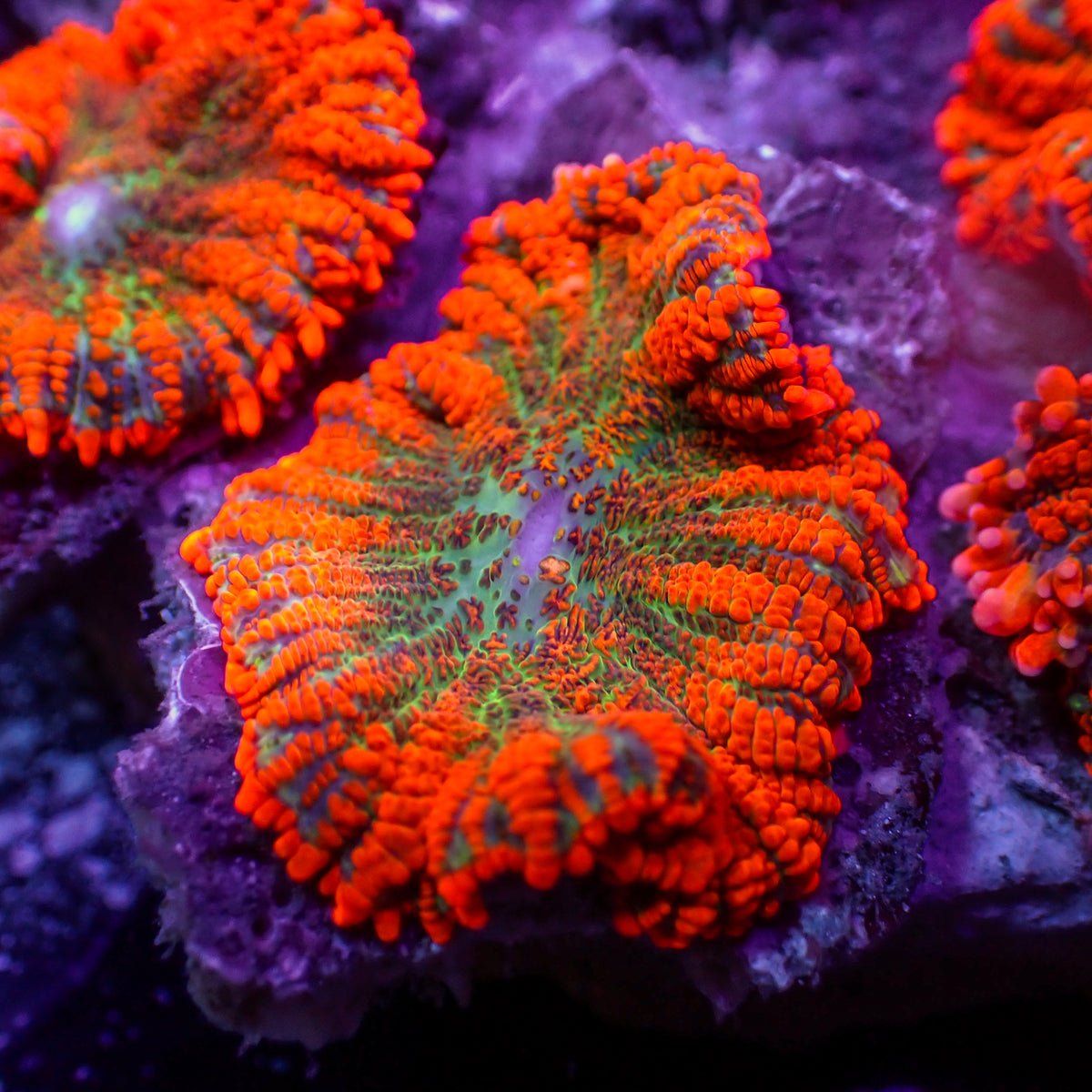 Orange Bomb Rhodactis Mushroom - Corals Anonymous