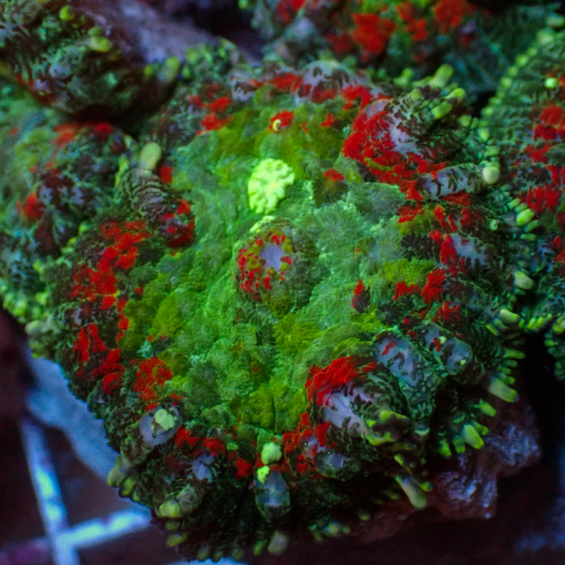 Rose Garden Rhodactis Mushroom - Corals Anonymous