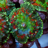 Rose Garden Rhodactis Mushroom
