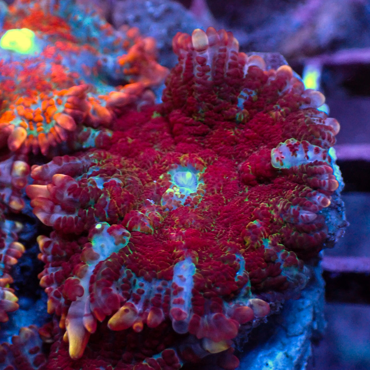 Bloody Carnage Rhodactis Mushroom - Corals Anonymous
