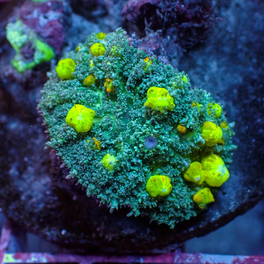 Starry Night Bounce Rhodactis Mushroom - Corals Anonymous