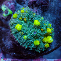 Starry Night Bounce Rhodactis Mushroom
