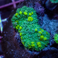 Starry Night Bounce Rhodactis Mushroom