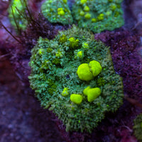 Starry Night Bounce Rhodactis Mushroom
