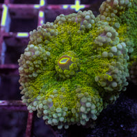 Yellow Lemon Yuma Mushroom - Corals Anonymous
