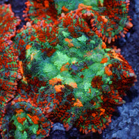 Miami Sunset Rhodactis Mushroom
