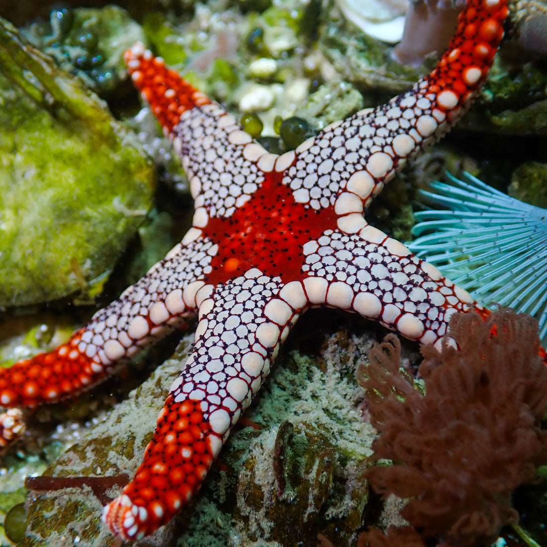 Orange/Red Tile Starfish - Corals Anonymous