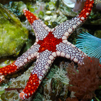 Orange/Red Tile Starfish
