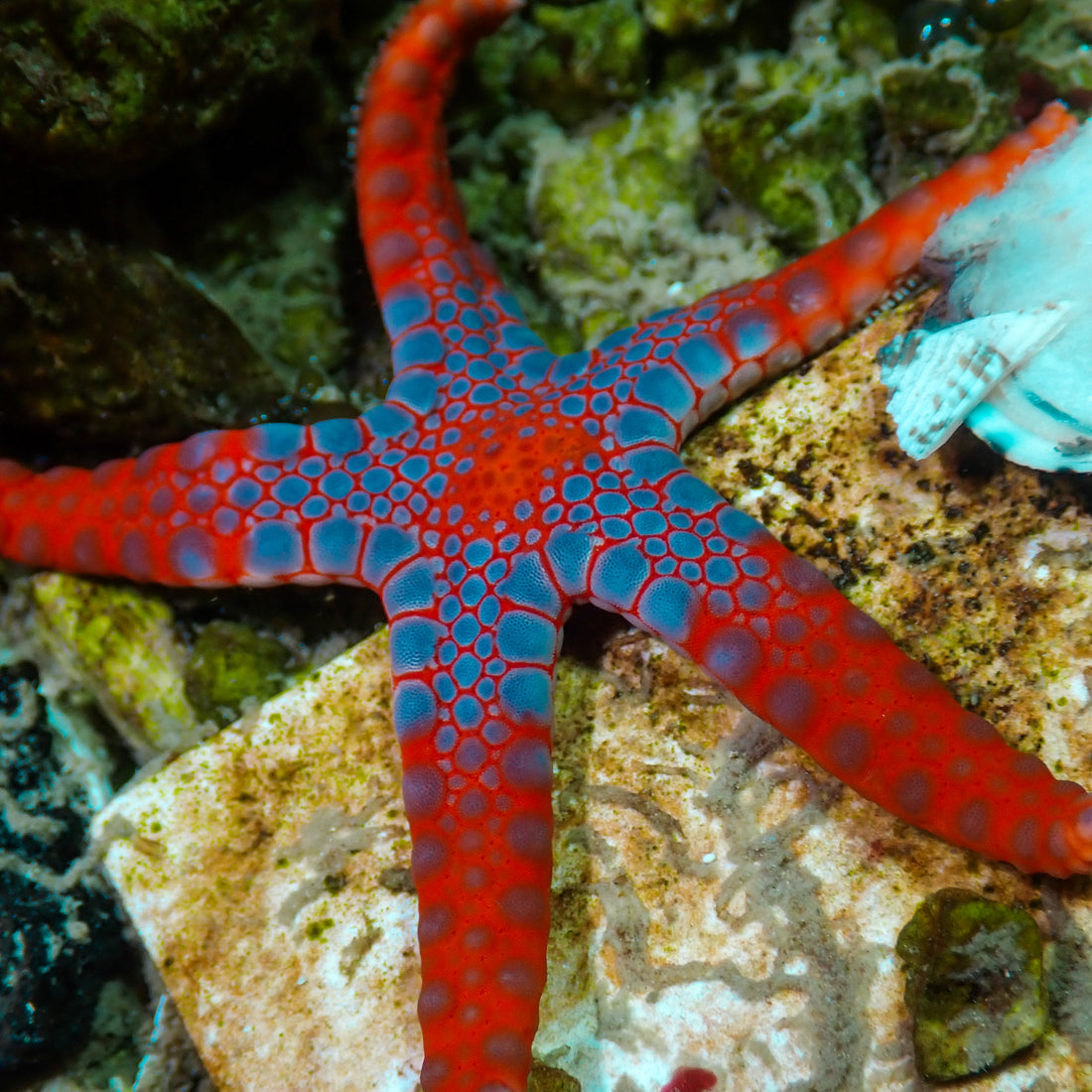 Superman Tile Starfish - Corals Anonymous