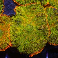 Mai Tai Rainbow Rhodactis Mushroom