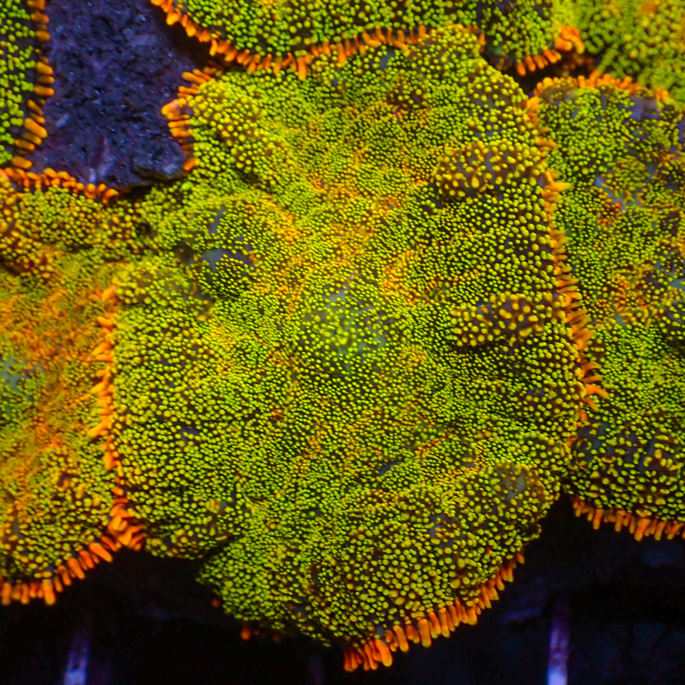 Mai Tai Rainbow Rhodactis Mushroom