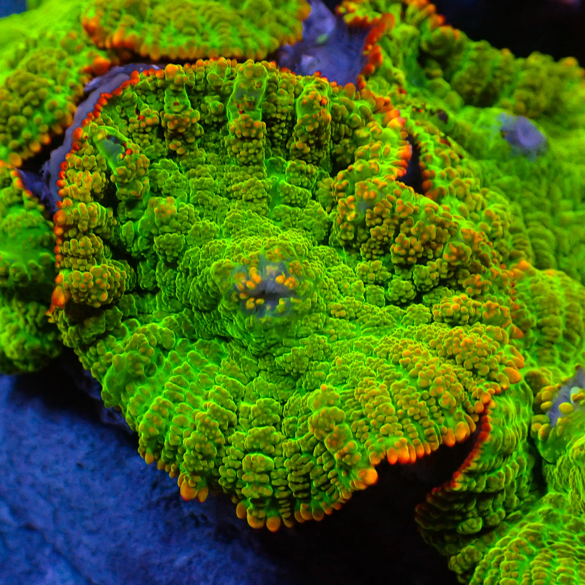Tequila Rhodactis Mushroom - Corals Anonymous