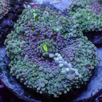 Purple Teal Yuma Mushroom
