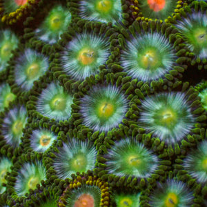 Limoncello Zoa (10-15 Polyps colony)