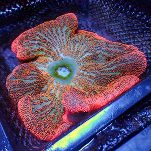 WYSIWYG Rainbow Haddoni Carpet Anemone (7-9")