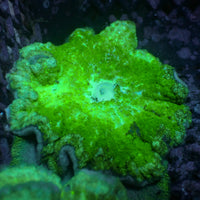 Neon Green Pizza Carpet Anemone
