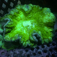 Neon Green Pizza Carpet Anemone
