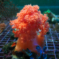 WYSIWYG Large Strawberry Pink Silk Soft Coral Colony (4-5")