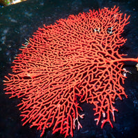 WYSIWYG Red Gorgonian Sea Fan Colony (6-7")