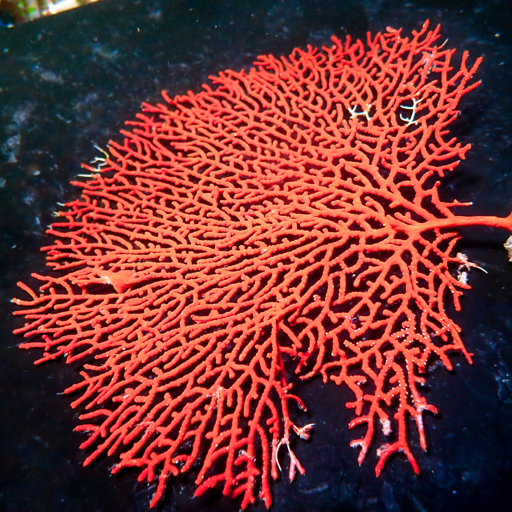 WYSIWYG Red Gorgonian Sea Fan Colony (6-7