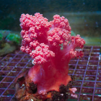 WYSIWYG Large Strawberry Pink Silk Soft Coral Colony (4-5")