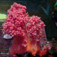 WYSIWYG Large Strawberry Pink Silk Soft Coral Colony (4-5")