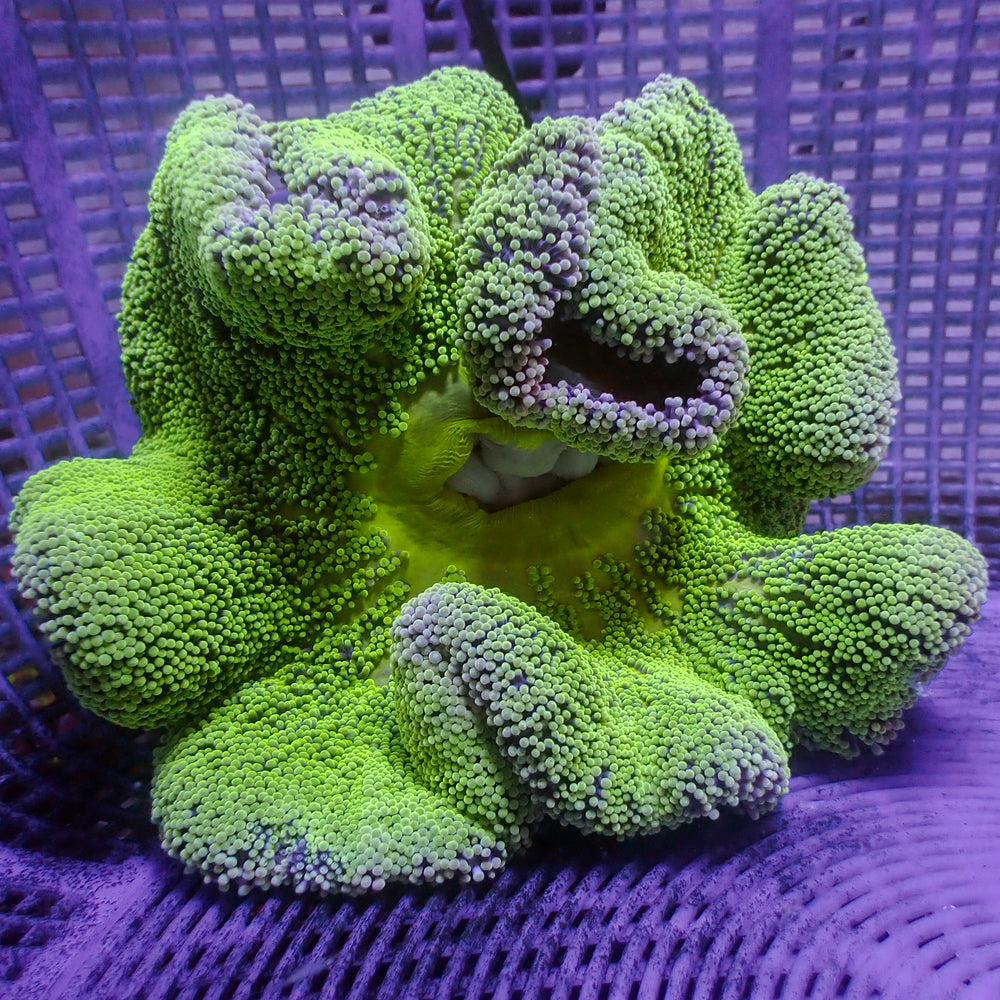 WYSIWYG Lemon Lime Haddoni Carpet Anemone (5-7”)