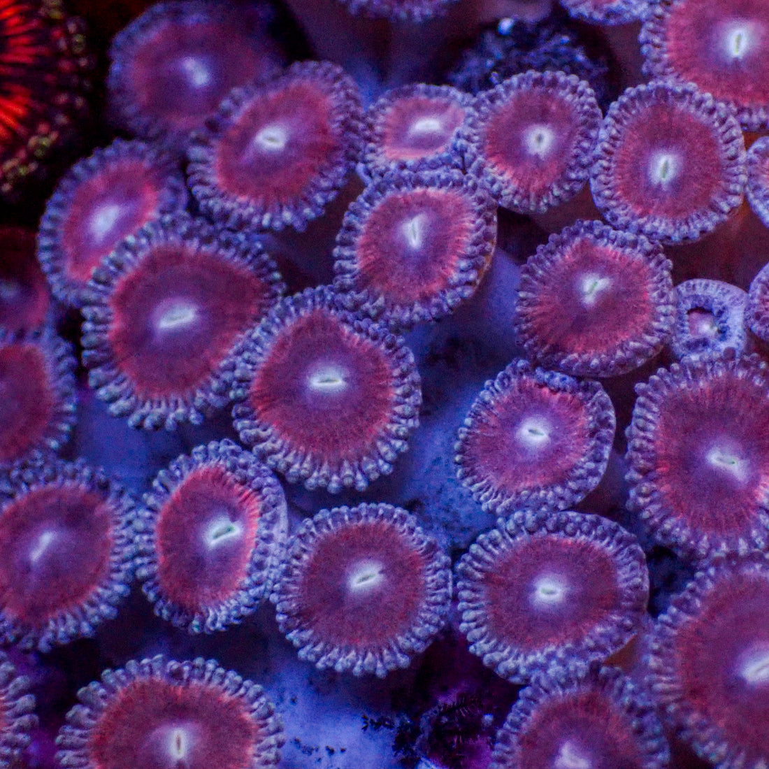 Purple Zoa (10-15 Polyps colony) - Corals Anonymous