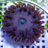 Deep Purple Flower Anemone (0.5-1”)