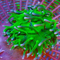 WYSIWYG Neon Green Long Tentacle Anemone (2-3")