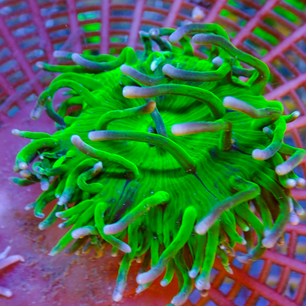 WYSIWYG Neon Green Long Tentacle Anemone (2-3