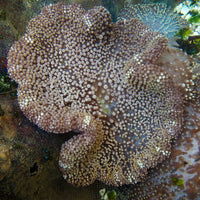 WYSIWYG Large Gold Tip Merten’s Carpet Anemone (7-10")
