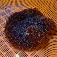 WYSIWYG Large Gold Tip Merten’s Carpet Anemone (7-10")
