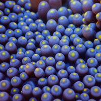 WYSIWYG Large Gold Tip Merten’s Carpet Anemone (7-10")
