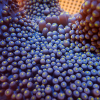 WYSIWYG Large Gold Tip Merten’s Carpet Anemone (7-10")
