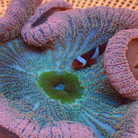 WYSIWYG Large Pink Rainbow Haddoni Carpet Anemone (7-9”)
