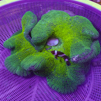 WYSIWYG Showpiece Bright Neon Green Haddoni Carpet Anemone (12-14")