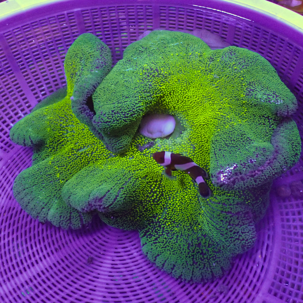 WYSIWYG Showpiece Bright Neon Green Haddoni Carpet Anemone (12-14