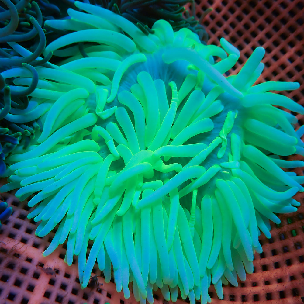 WYSIWYG Bright Teal Long Tentacle Anemone (4-5