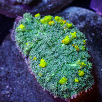 WYSIWYG Starry Night Bounce Rhodactis Mushroom