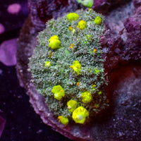 WYSIWYG Starry Night Bounce Rhodactis Mushroom