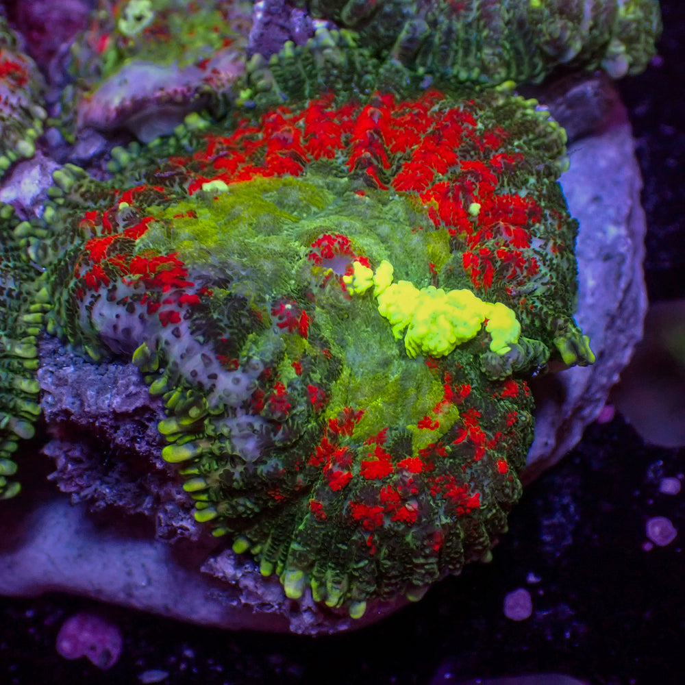 WYSIWYG Bounce Rose Garden Rhodactis Mushroom