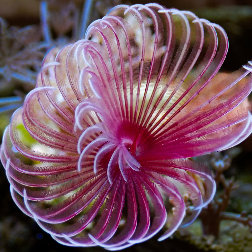 Cherry Blossom Feather Duster Fan Worm