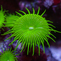 Nuclear Green Paly (5-10 Polyps colony)
