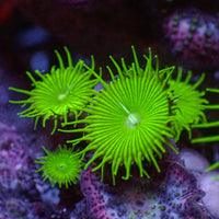 Nuclear Green Paly (5-10 Polyps colony)
