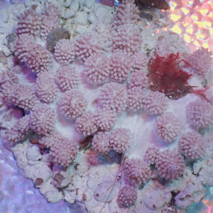 Paralemnalia Soft Coral Large Colony (3-4")